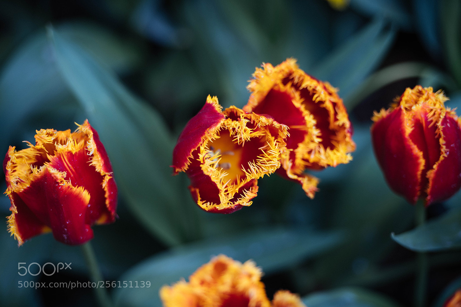 Nikon D850 sample photo. Tulips photography