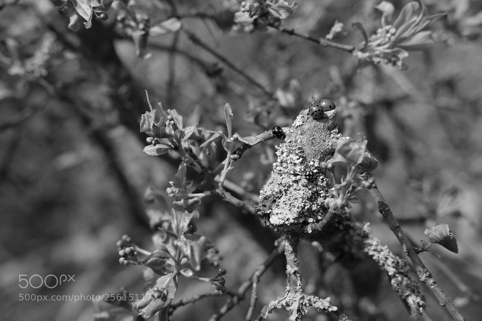 Fujifilm X-T20 sample photo. Ladybugs photography