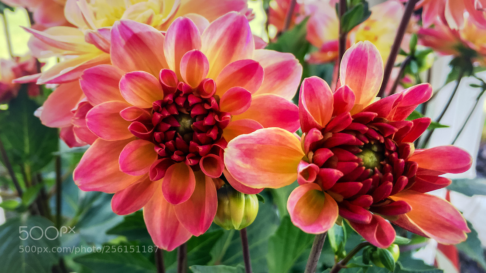 Apple iPhone 6s Plus sample photo. May flowers photography