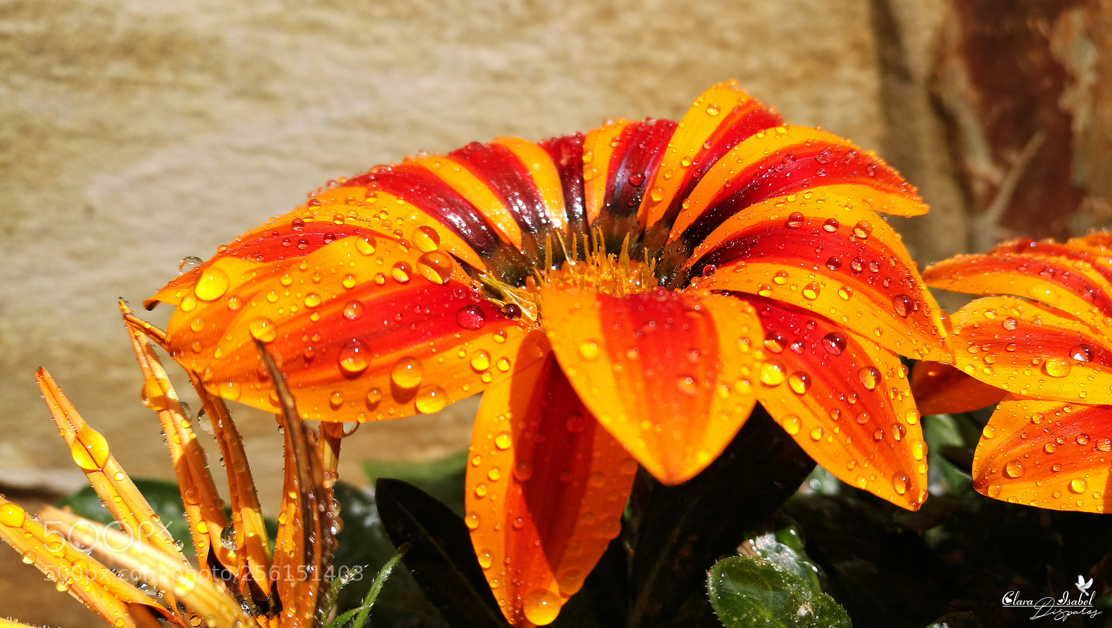 HUAWEI P9 Plus sample photo. Mi bellas flores. photography