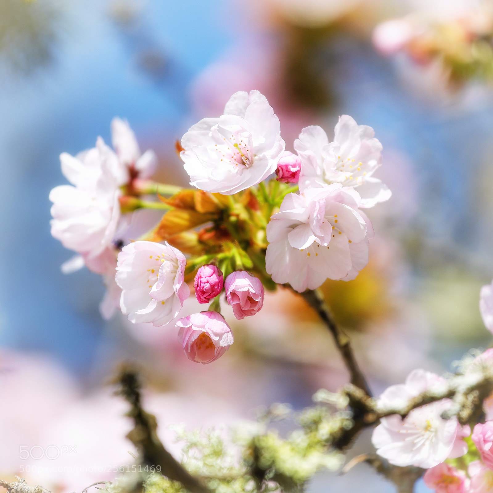 Canon EOS 5D Mark IV sample photo. Cherry blossom photography