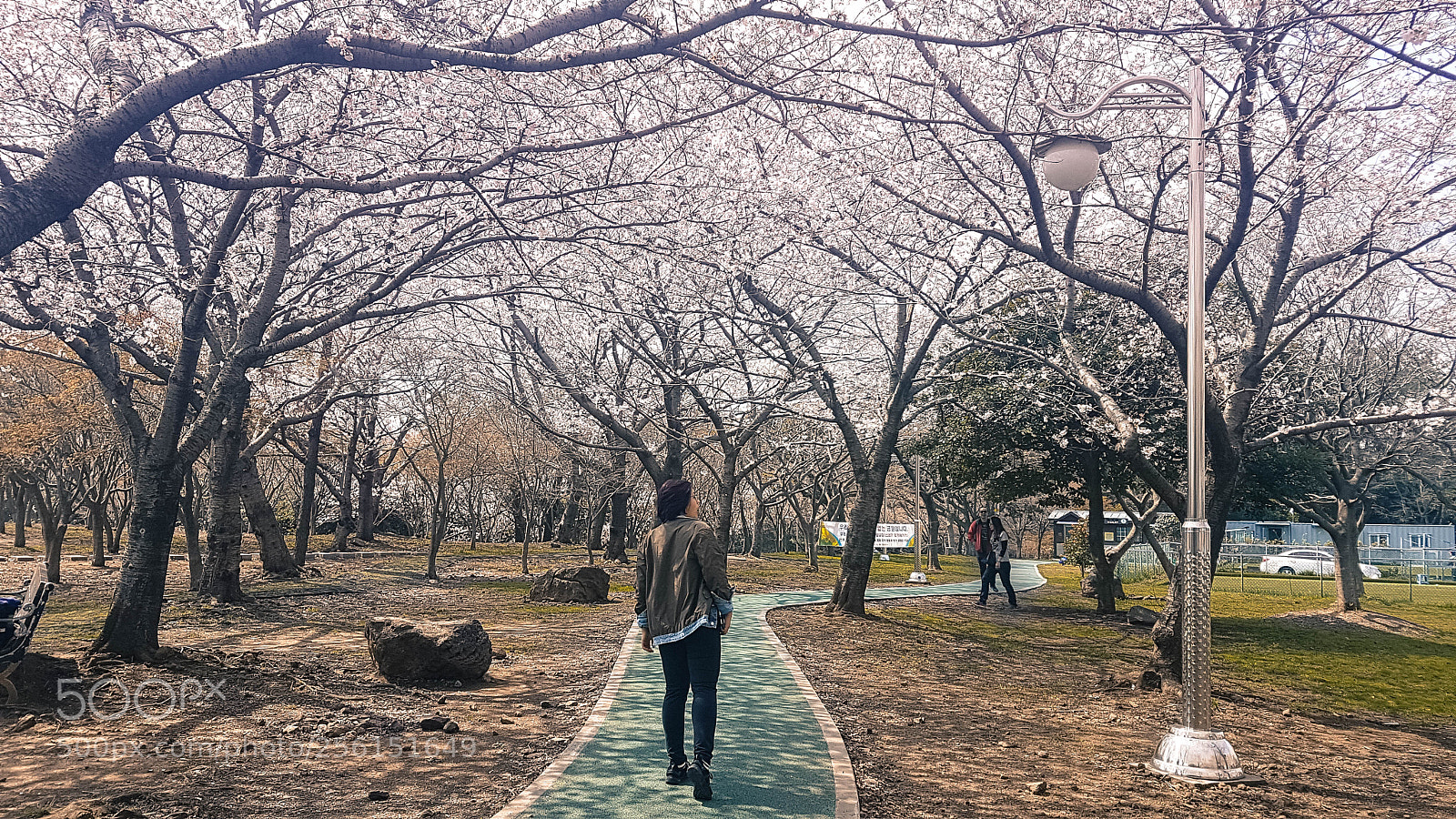 Samsung Galaxy S7 Edge sample photo. Cherry blossom park photography