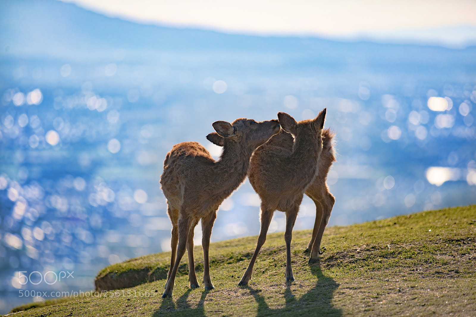 Canon EOS-1D X Mark II sample photo. Deer at wakakusa photography