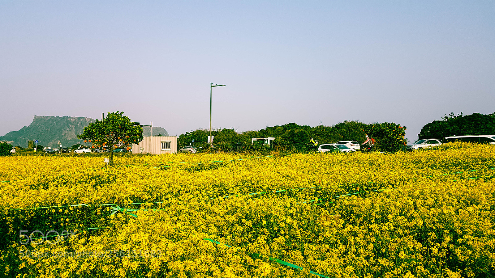 Samsung Galaxy S7 Edge sample photo. Canola field photography
