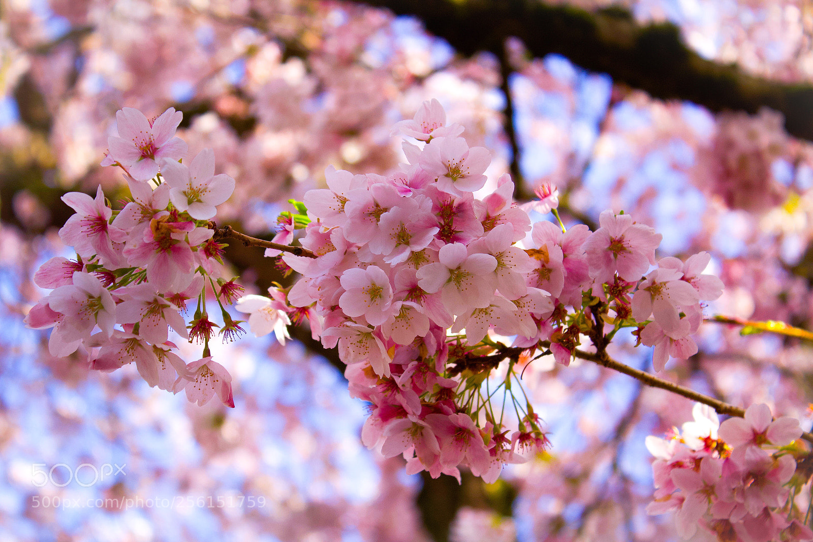 Canon EOS 1200D (EOS Rebel T5 / EOS Kiss X70 / EOS Hi) sample photo. Sakura @ university of washington photography