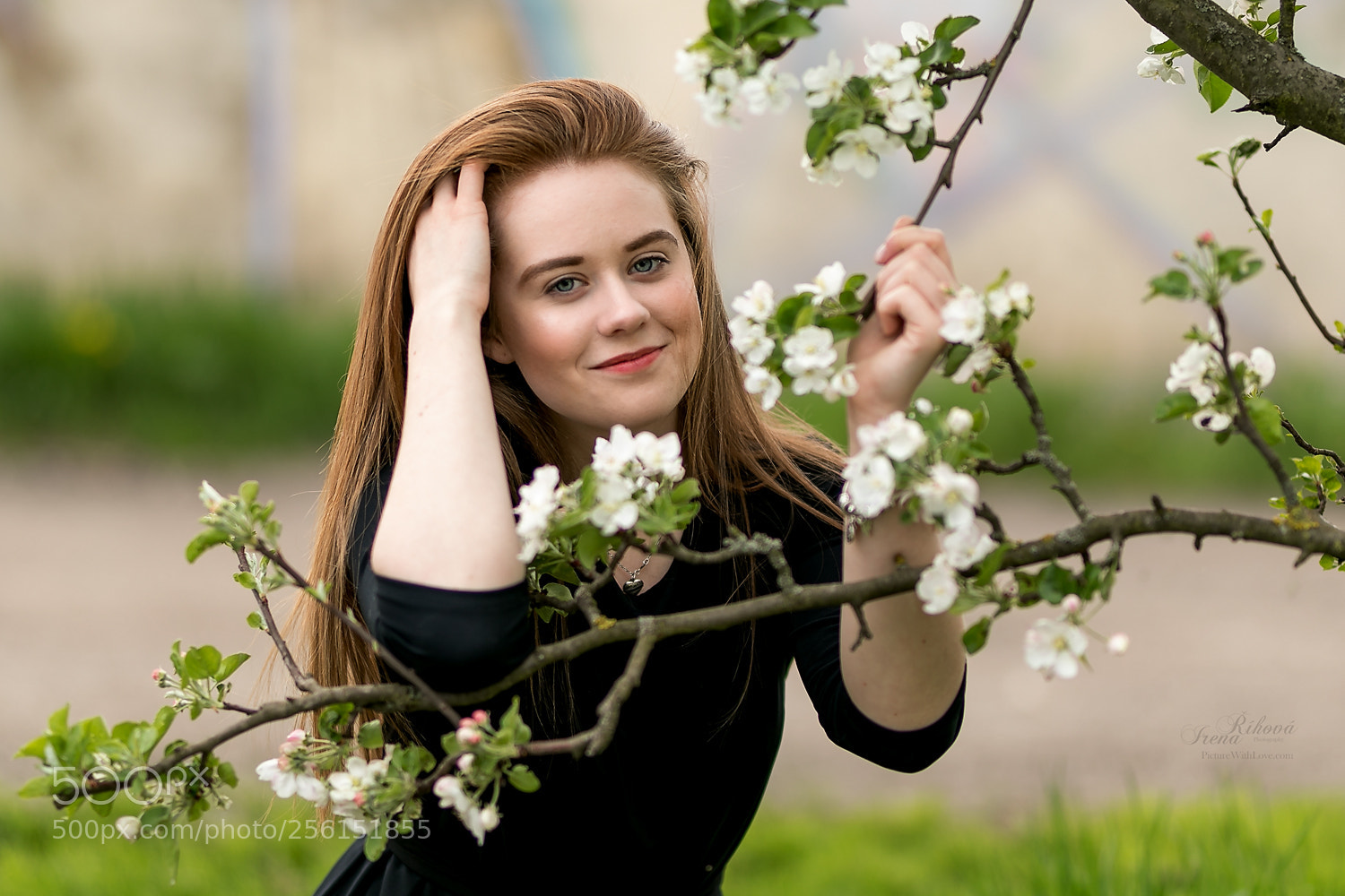 Canon EOS 5D Mark IV sample photo. Apple blossom photography