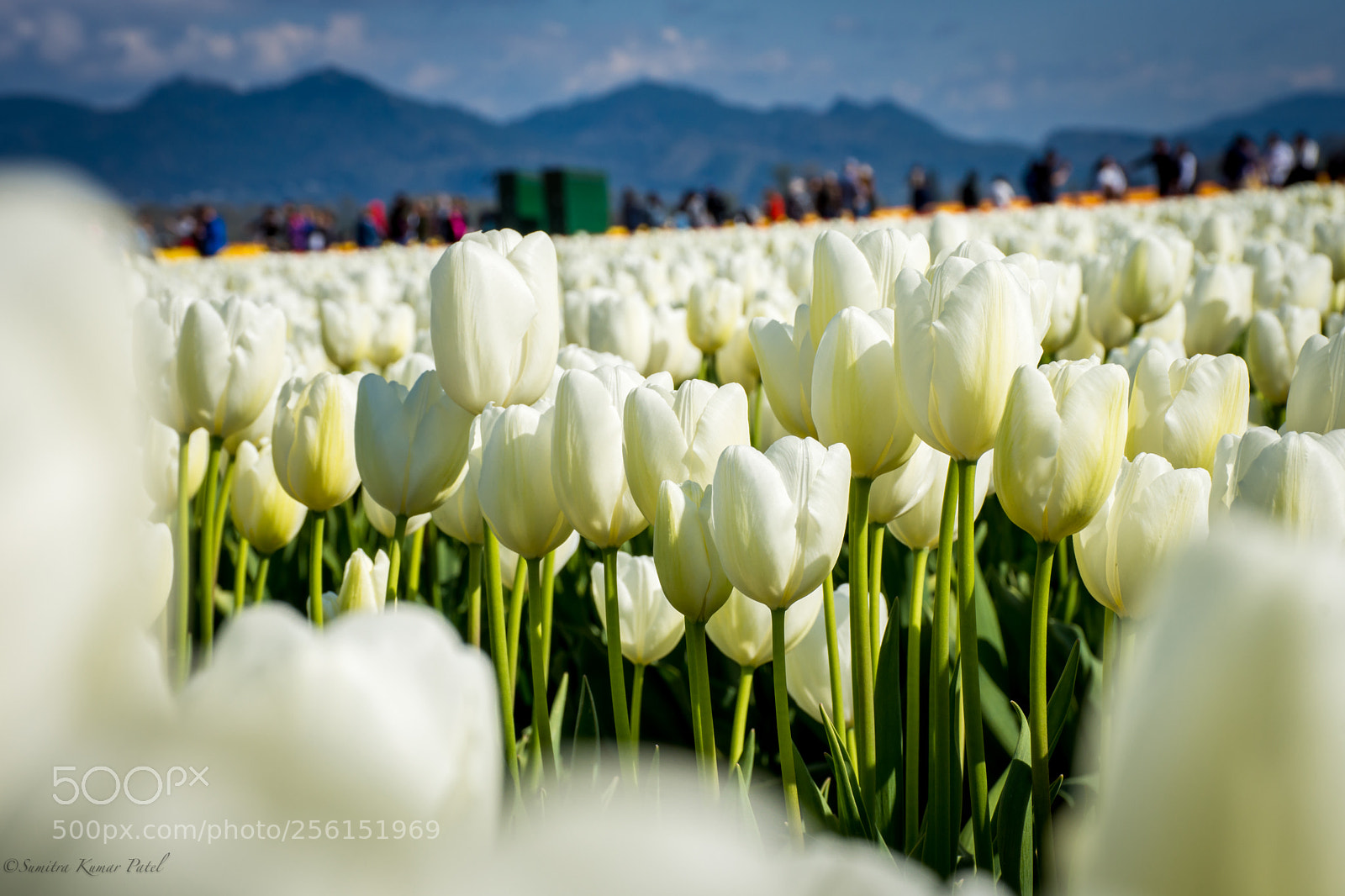 Nikon D7200 sample photo. Tulip photography