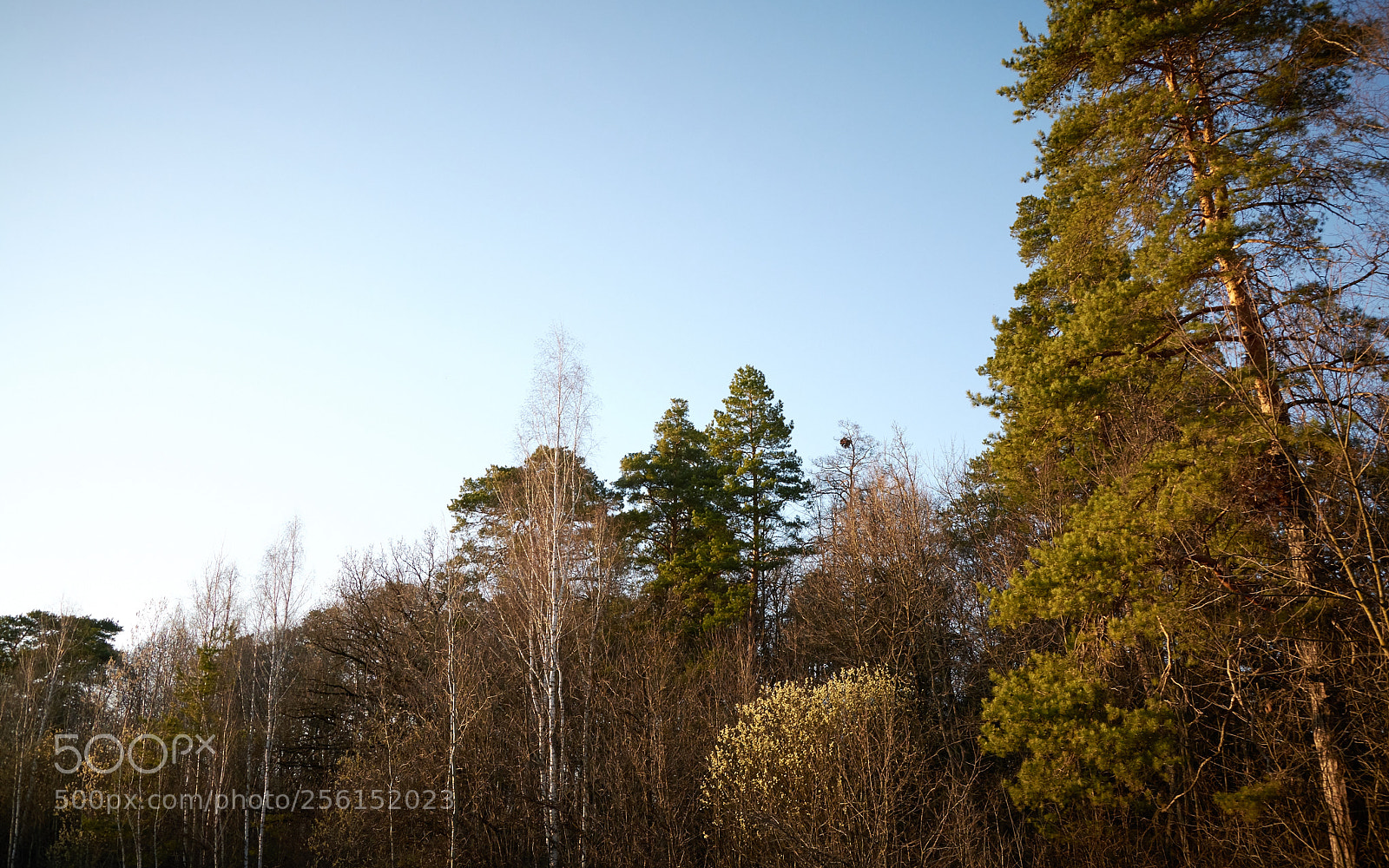 Nikon D5200 sample photo. The forest side photography