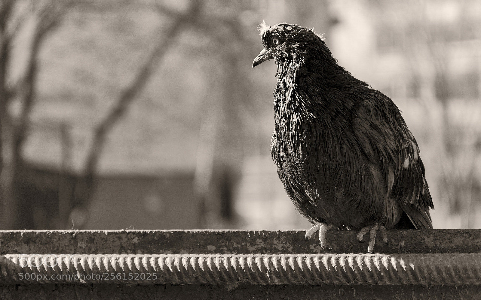 Nikon D5200 sample photo. Oldwing photography