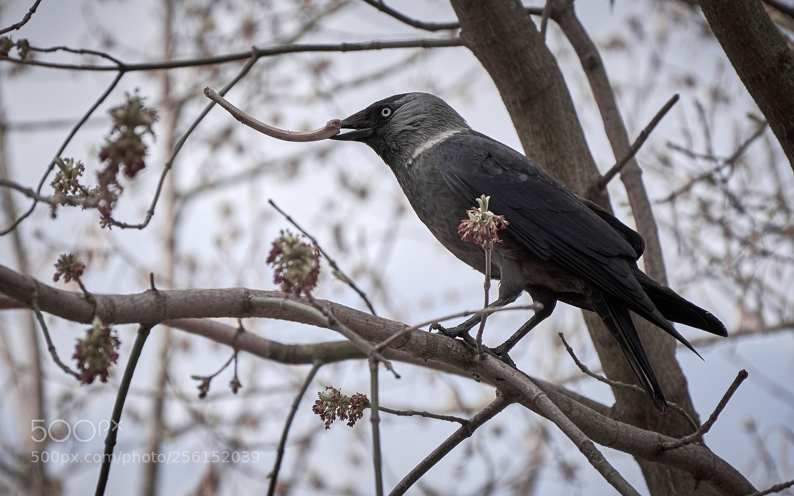 Nikon D5200 sample photo. Bone eater photography