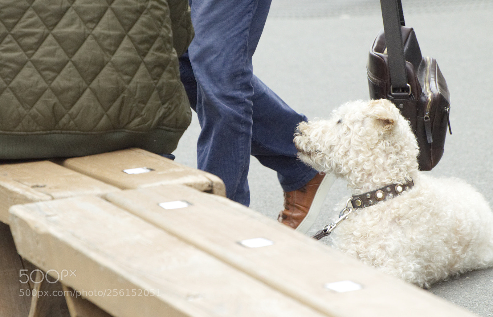 Nikon D5100 sample photo. Who says dogs don photography