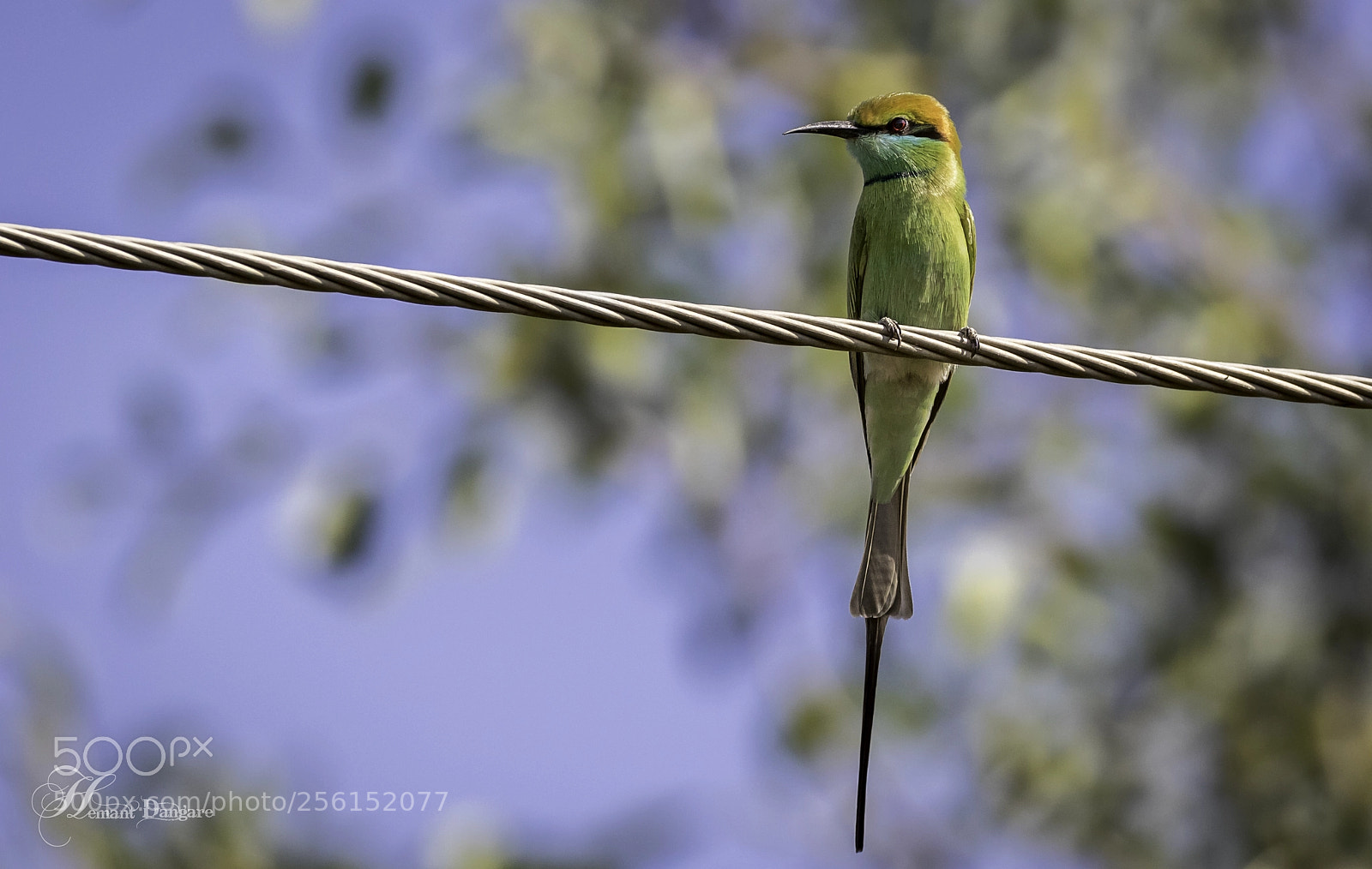 Canon EOS 7D Mark II sample photo. Green bee eater photography