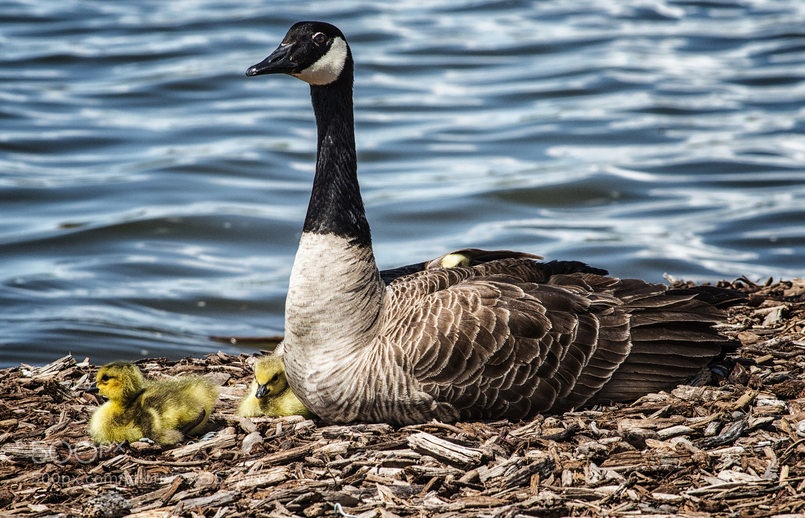 Nikon D3200 sample photo. Protect photography