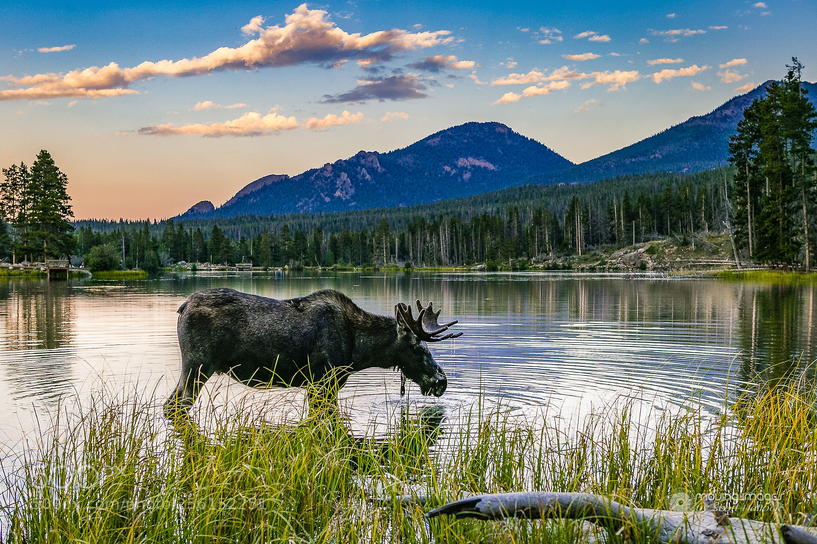Canon EOS 6D sample photo. Sprague lake moose photography