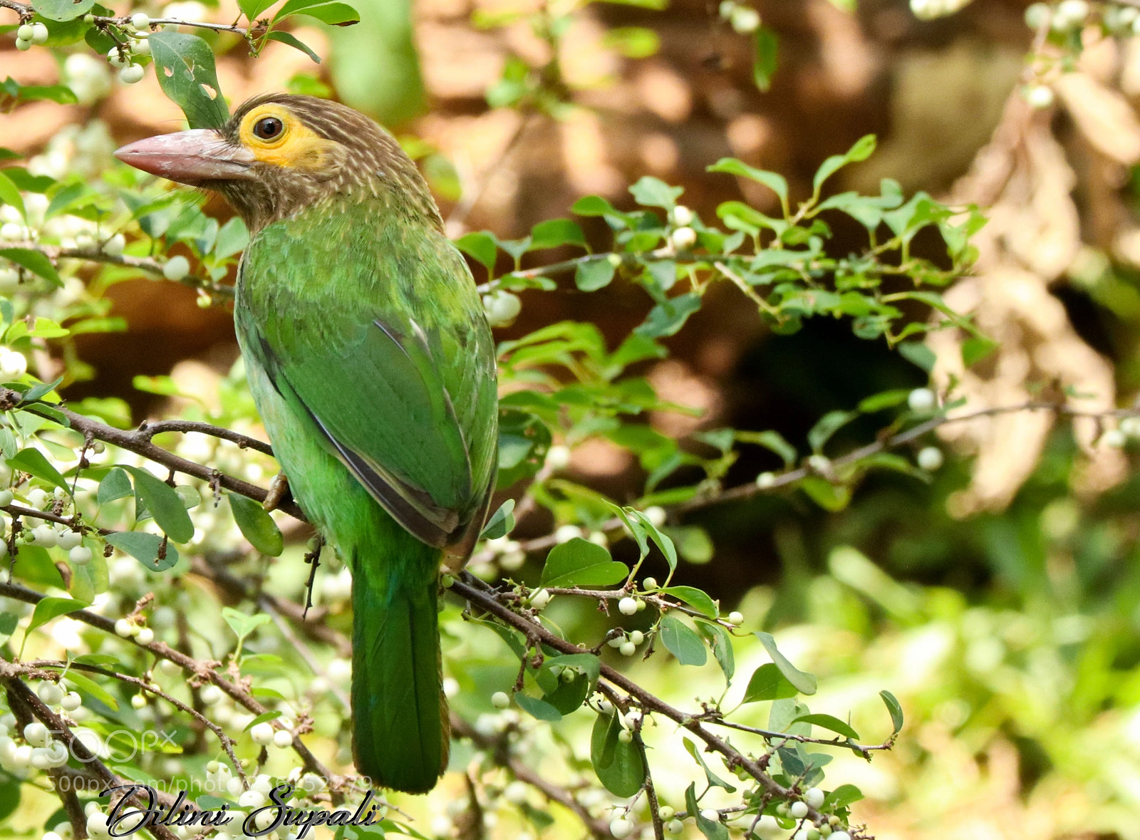 Canon EOS 80D sample photo. The brown-headed barbet පොළොස් කොට්ටෝරුවා photography