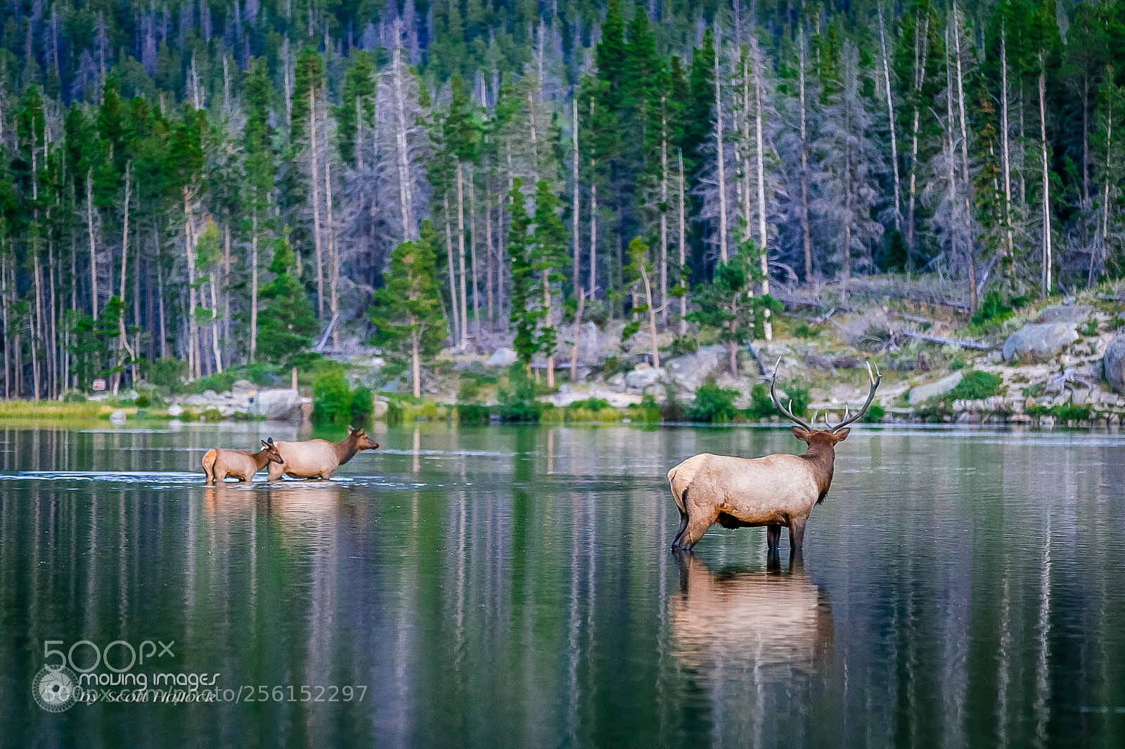 Canon EOS 6D sample photo. Sprague lake elk family photography