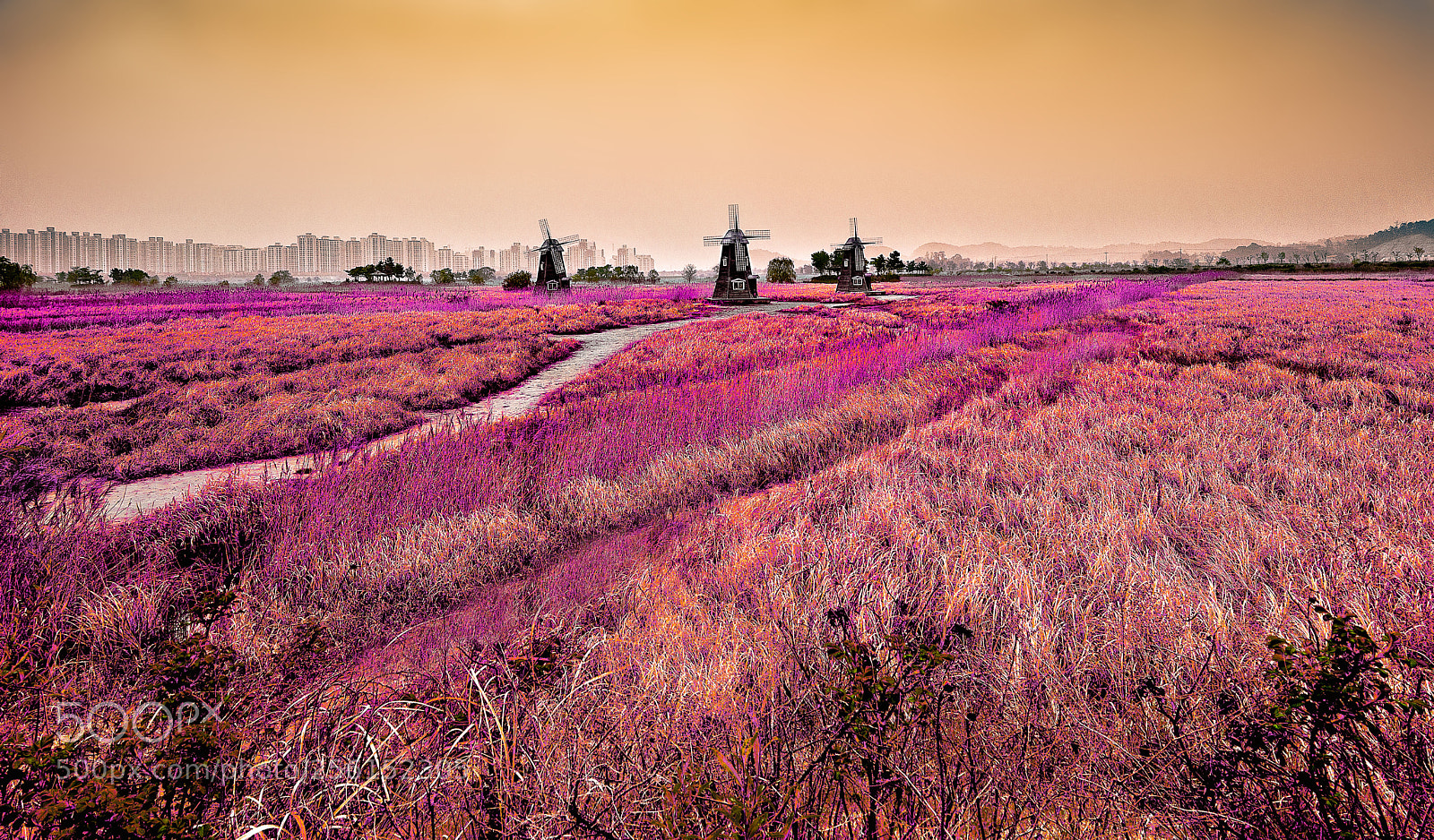 Nikon D610 sample photo. The purple color of photography