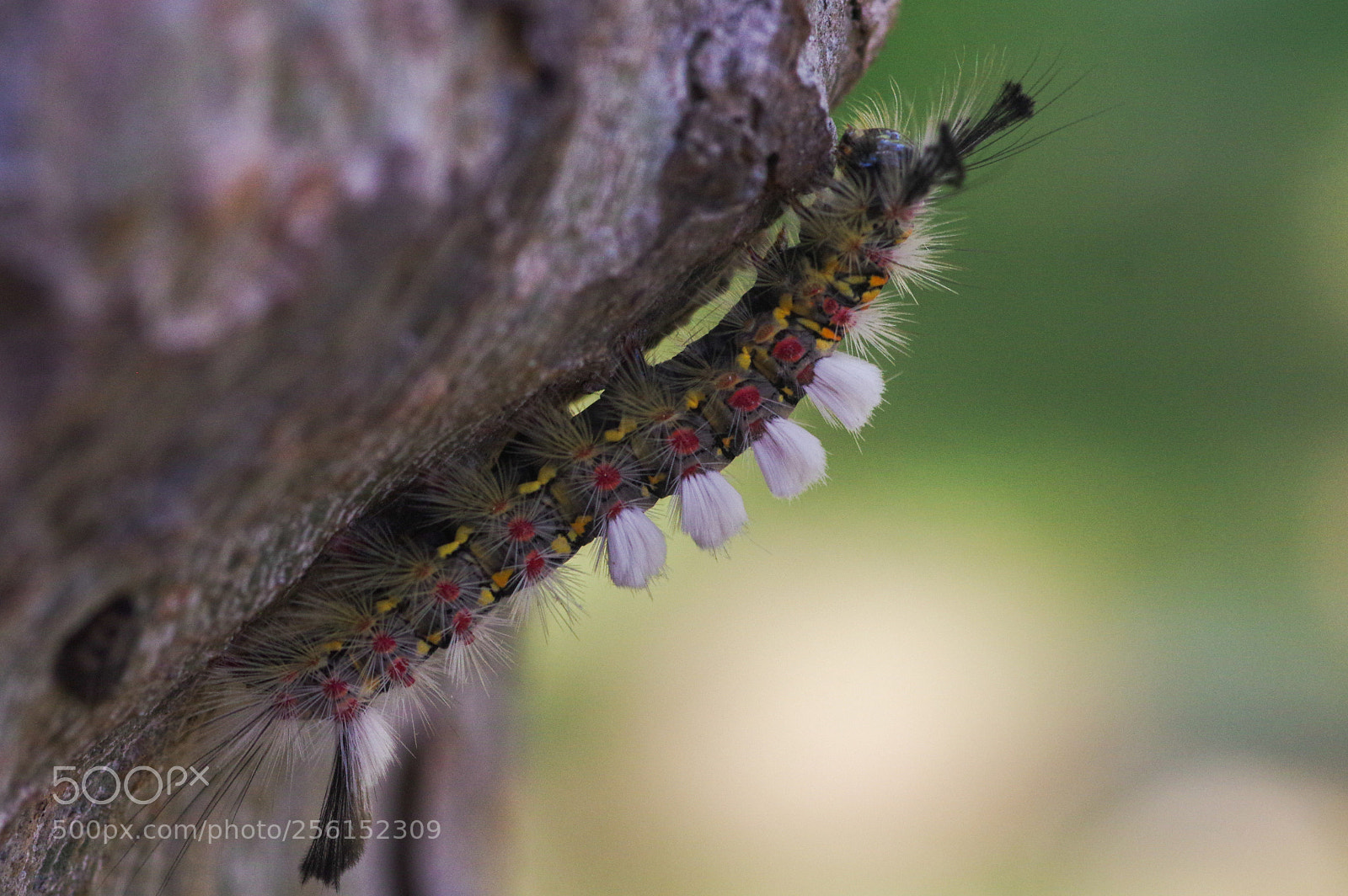 Pentax K-3 sample photo. Western tussock caterpillar photography