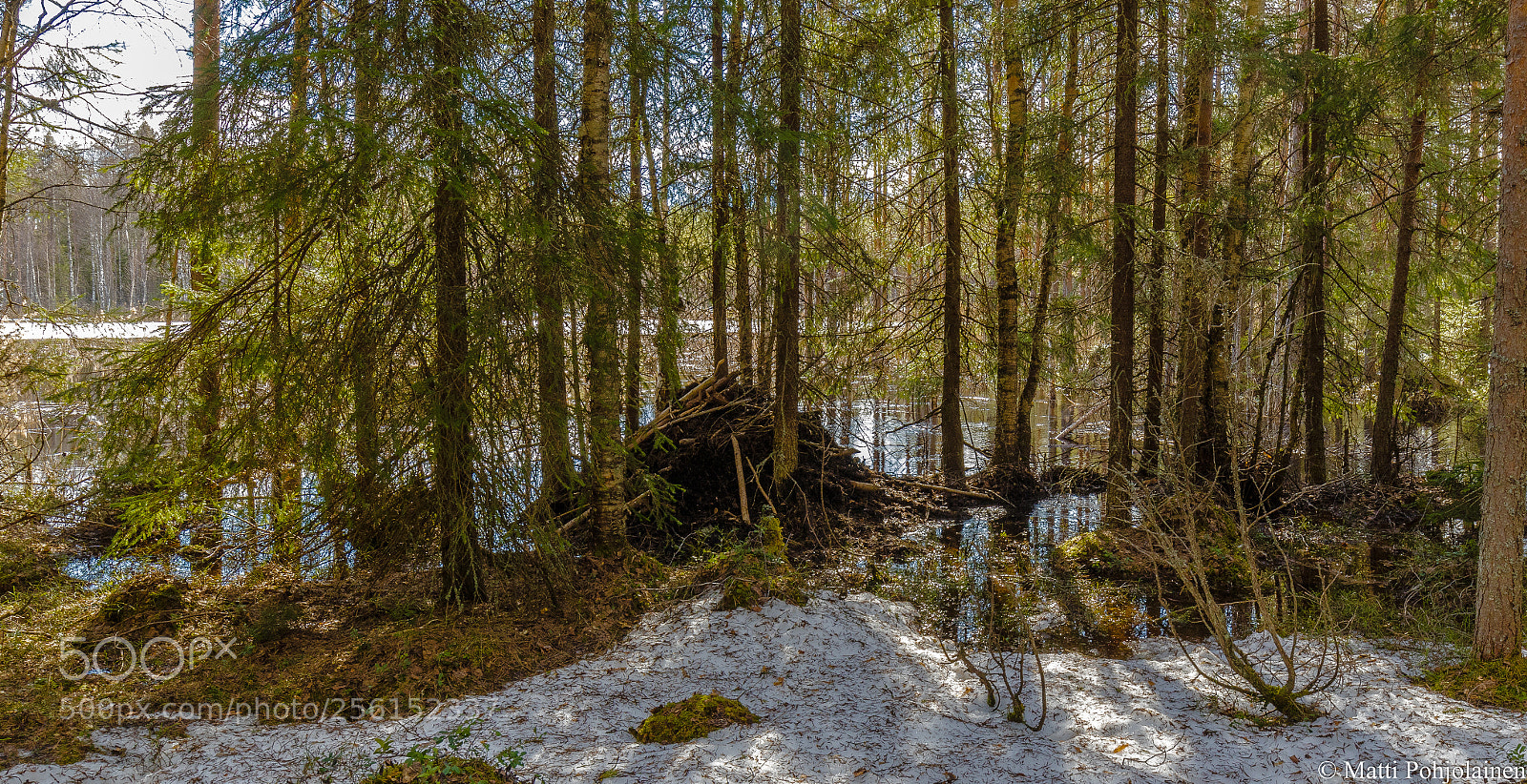 Canon EOS 7D Mark II sample photo. World of beaver photography