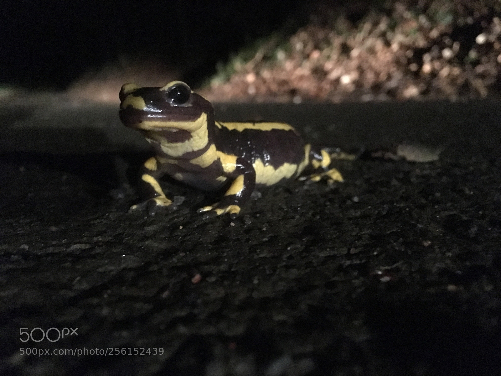 Apple iPhone SE sample photo. Spotted salamander photography