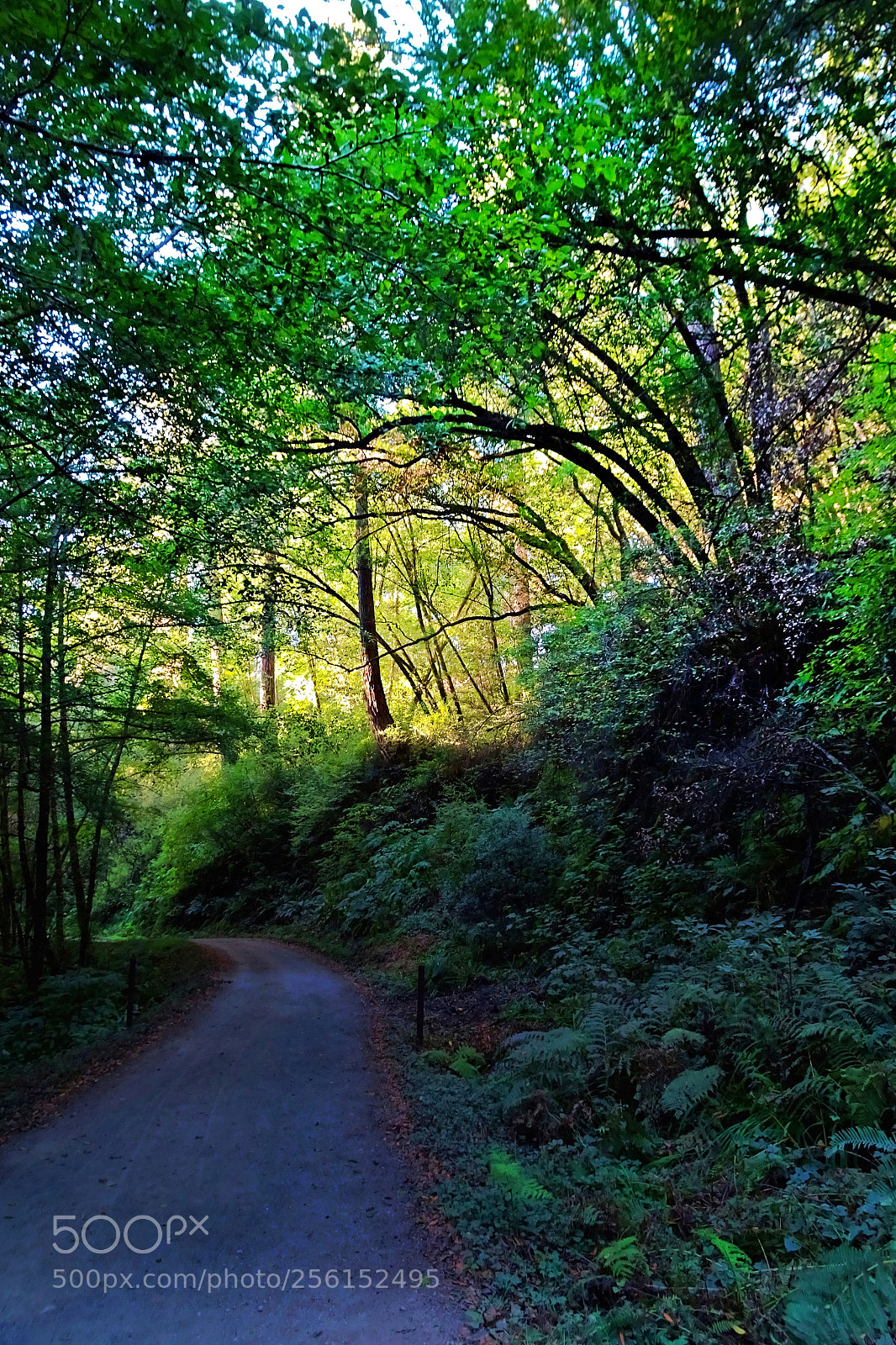 Sony Cyber-shot DSC-HX90V sample photo. Green day photography