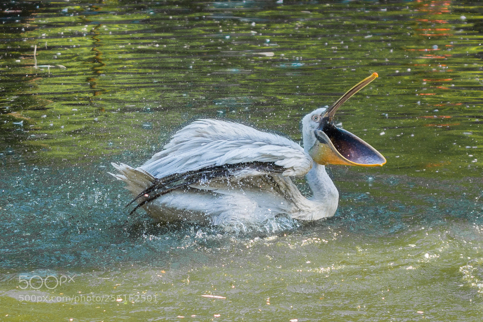 Nikon D7200 sample photo. I am hungry my photography