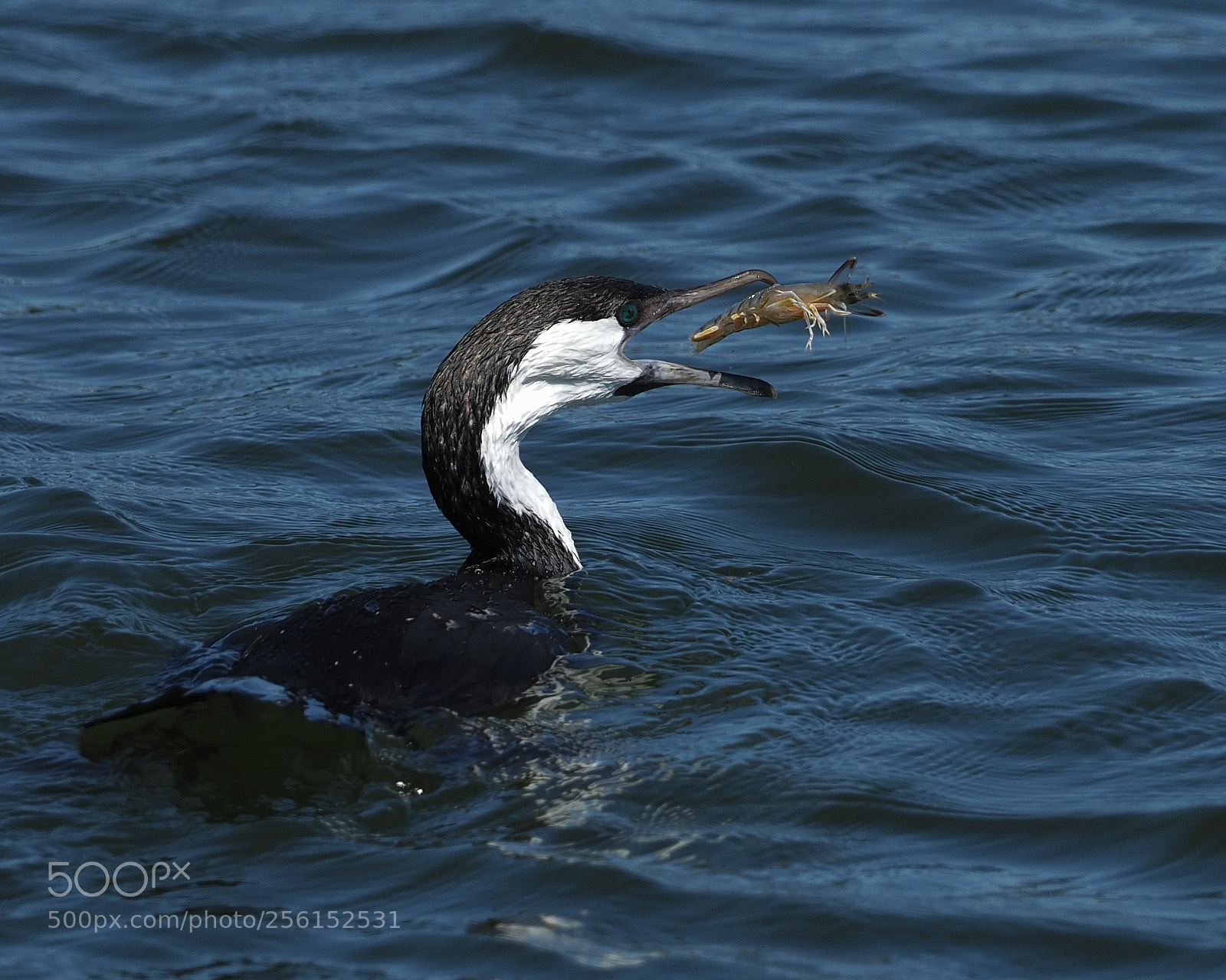 Olympus OM-D E-M1 Mark II sample photo. Cormorant catches prawn photography