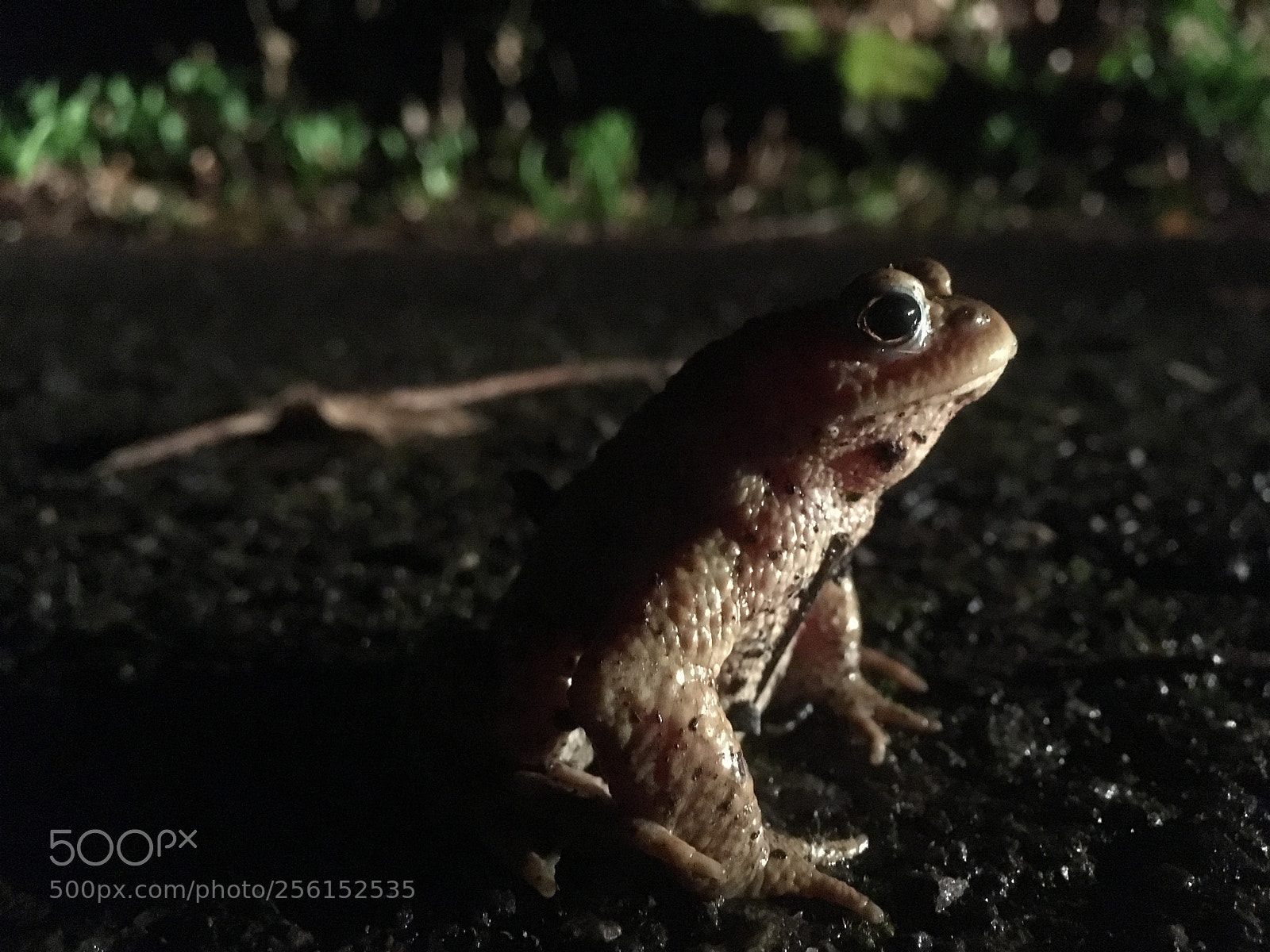 Apple iPhone SE sample photo. Toad photography
