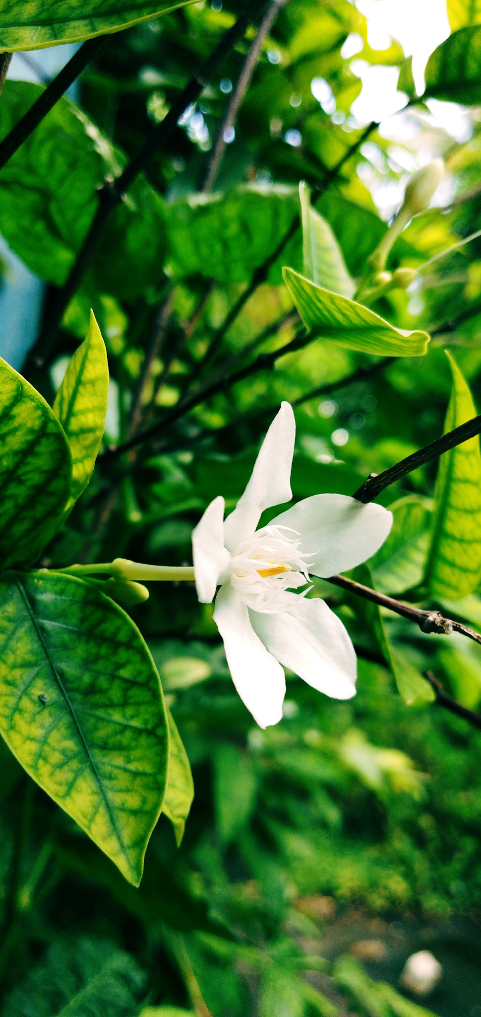 vivo V9 6GB sample photo. Summer angel photography