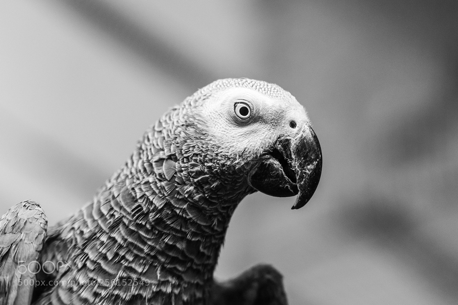 Canon EOS 7D Mark II sample photo. Parrot photography