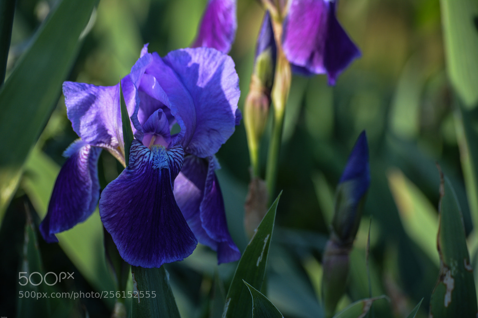 Nikon D5200 sample photo. Iris photography