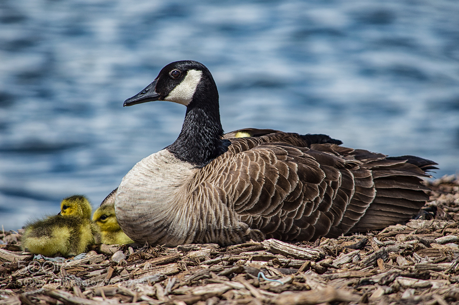 Nikon D3200 sample photo. Mother photography