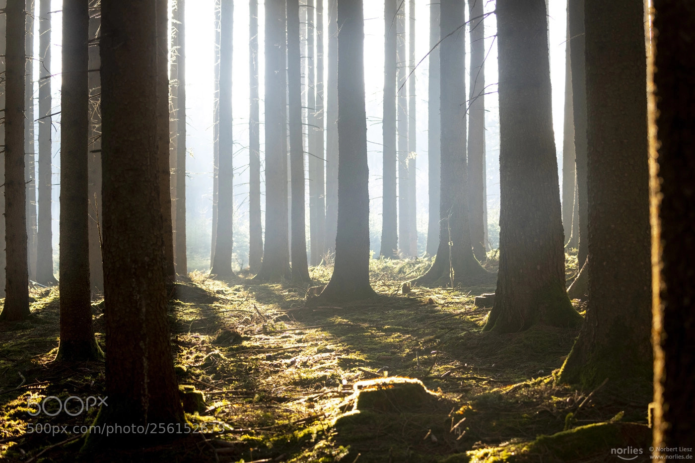 Nikon D850 sample photo. Light in the forest photography