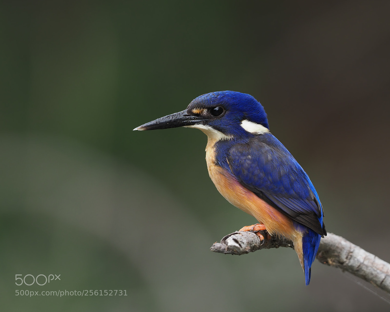 Olympus OM-D E-M1 Mark II sample photo. Azure kingfisher photography