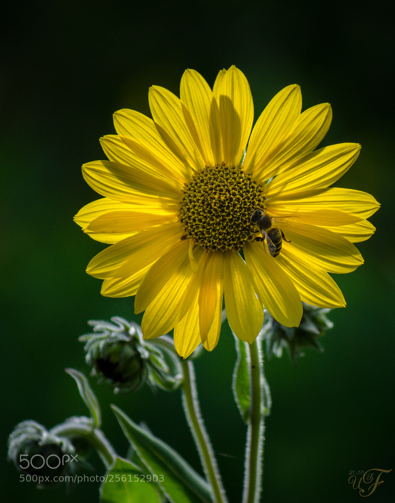 Nikon D5100 sample photo. Blümchen photography