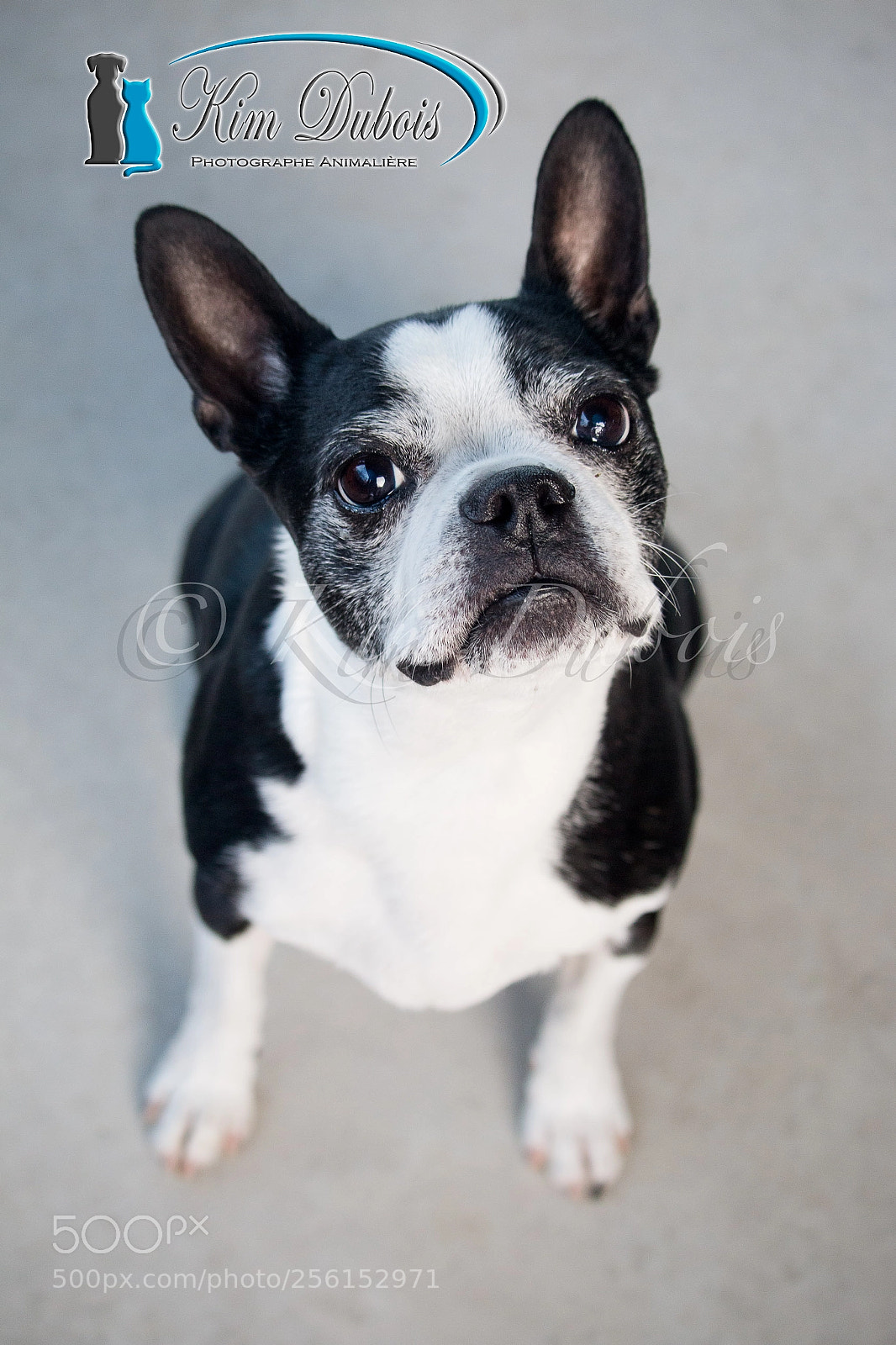 Canon EOS 70D sample photo. Yoda, le boston terrier photography