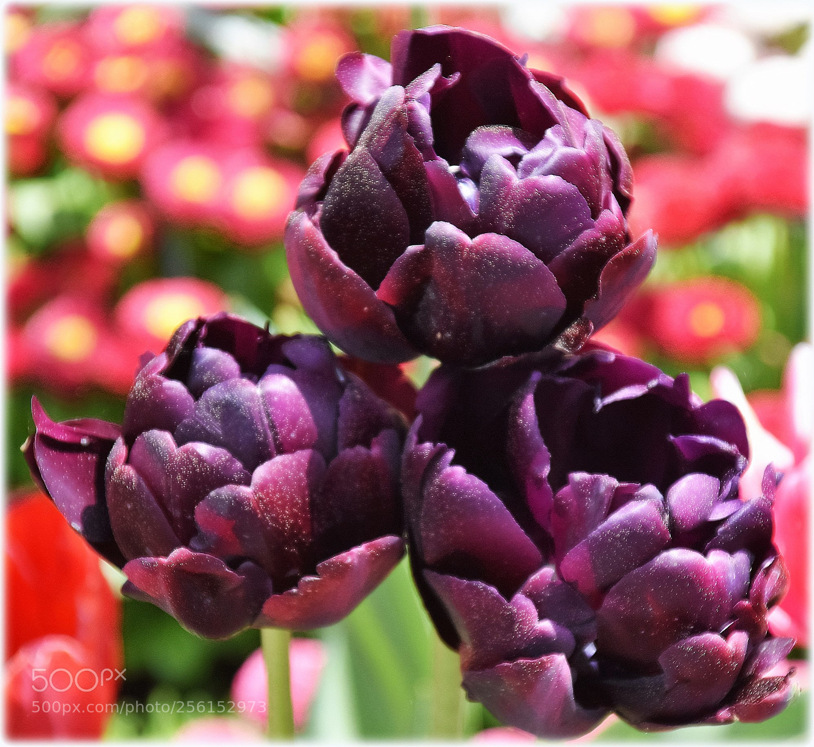Nikon D7200 sample photo. "trio" photography