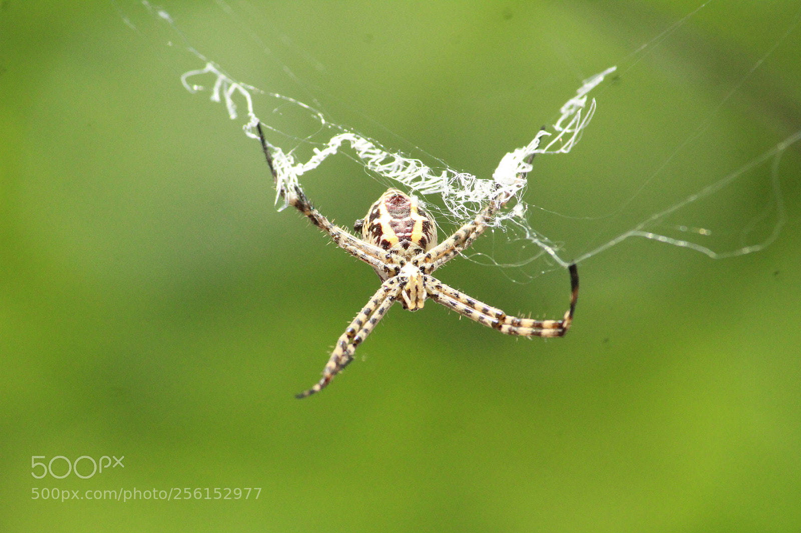 Canon EF-S 55-250mm F4-5.6 IS II sample photo. Quick spider photography