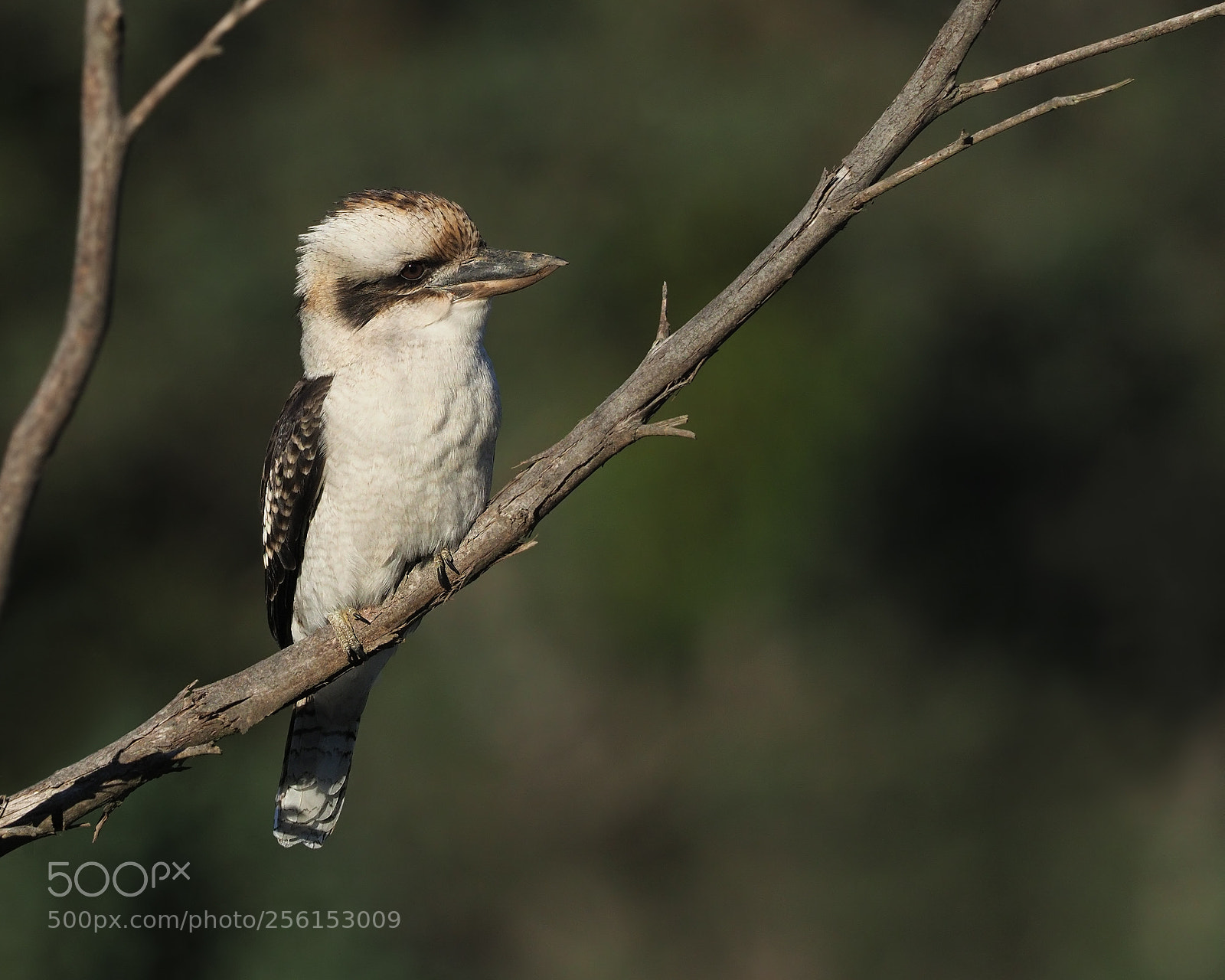 Olympus OM-D E-M1 Mark II sample photo. Laughing kookaburra photography