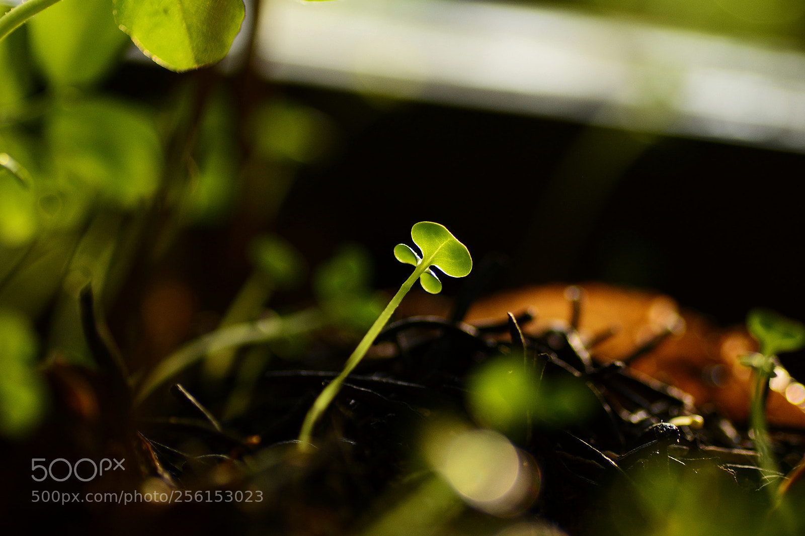 Nikon D7100 sample photo. Untitled photography