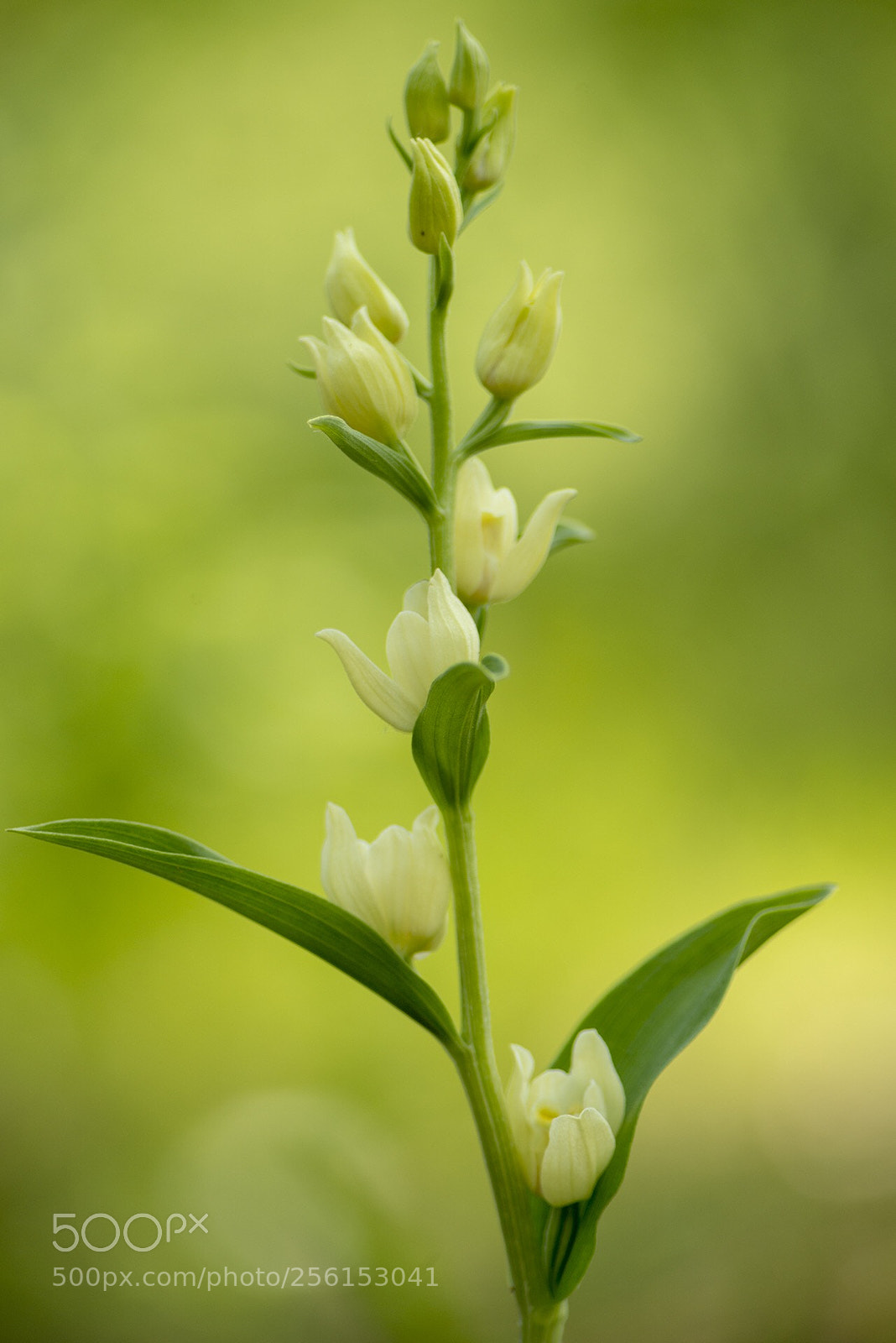 Nikon D800 sample photo. Cephalanthera damasonium photography