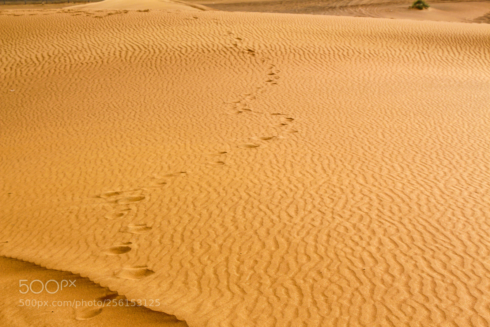 Canon EOS 650D (EOS Rebel T4i / EOS Kiss X6i) sample photo. Sand prints photography