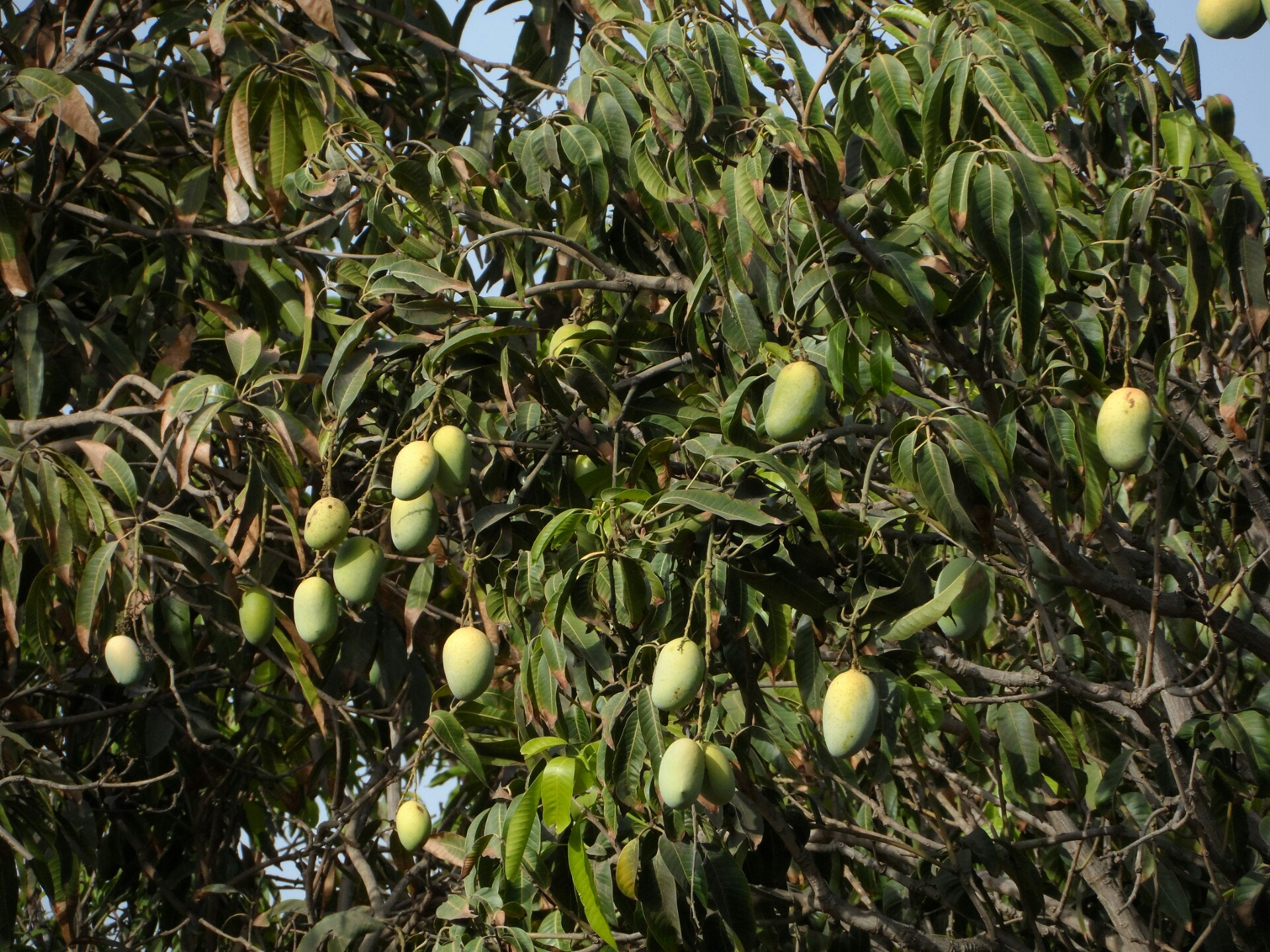 Samsung WB150 / WB150F / WB152 / WB152F / WB151 / WB151F / WB140 sample photo. Mango tree. mango is ready to eat photography