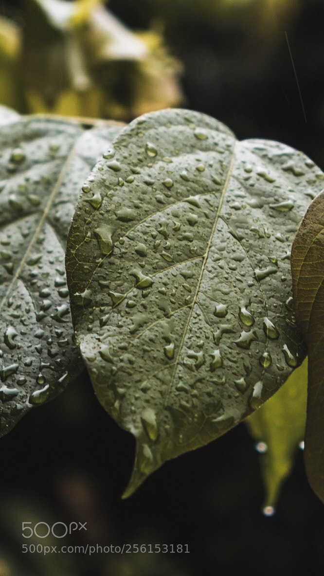 Fujifilm X-T20 sample photo. Morning rain photography