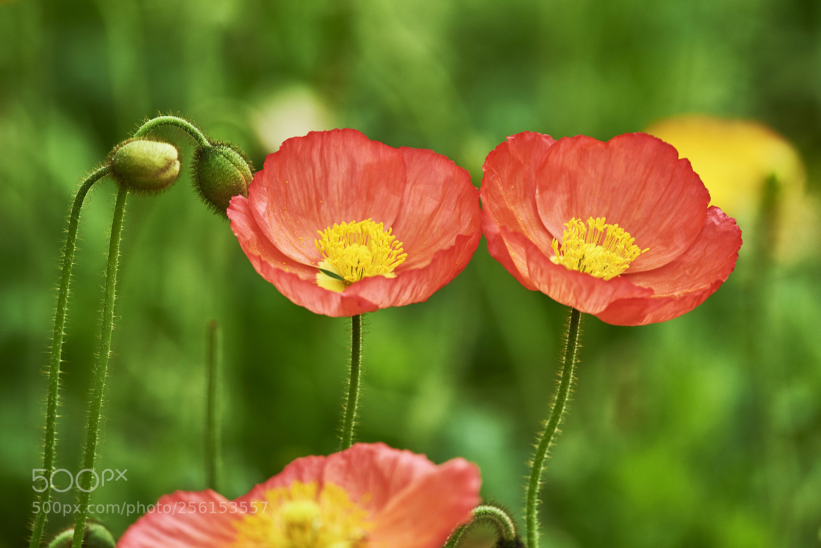 Nikon D750 sample photo. Iris photography