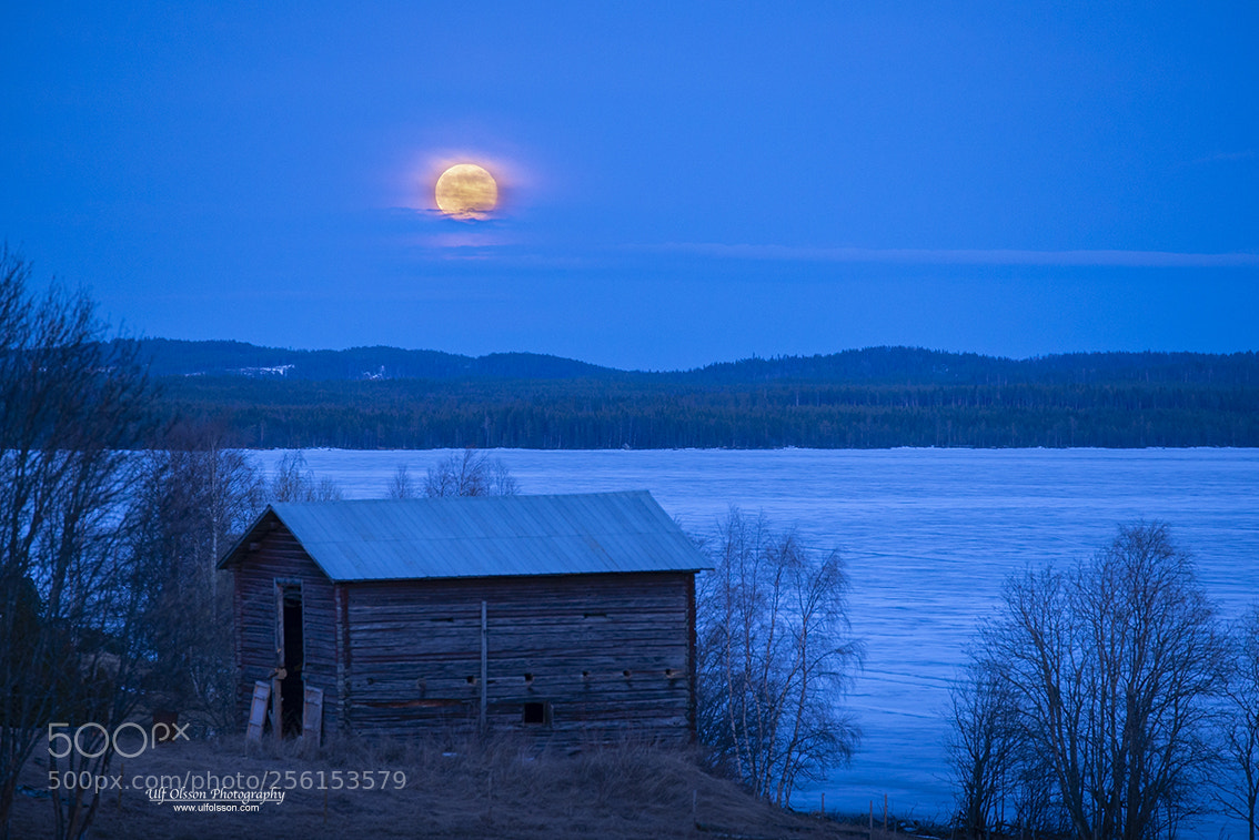 Nikon D610 sample photo. Yellow moon in the photography