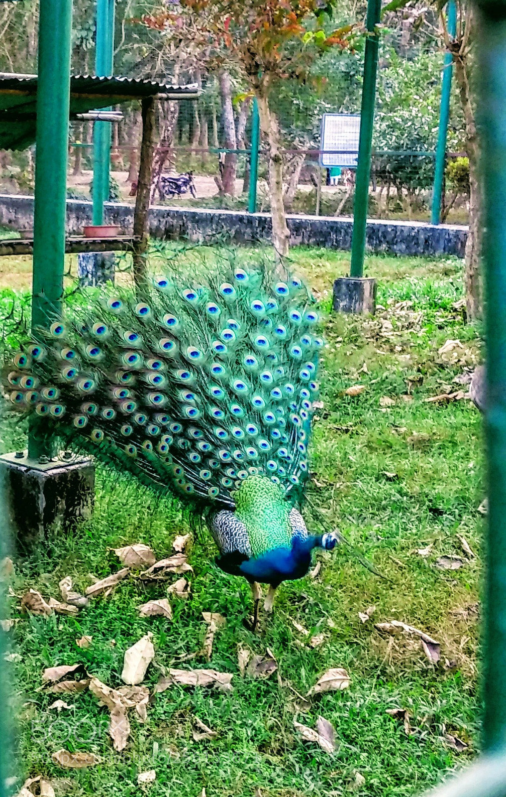 Xiaomi Mi A1 sample photo. Untitled photography