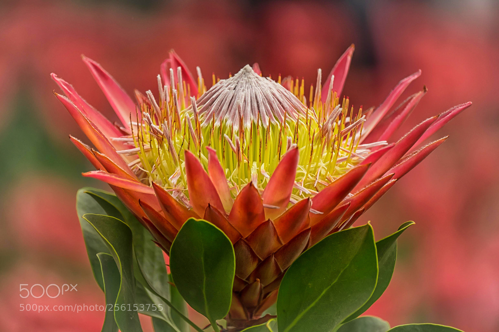 Fujifilm X-T1 sample photo. Königs protea photography