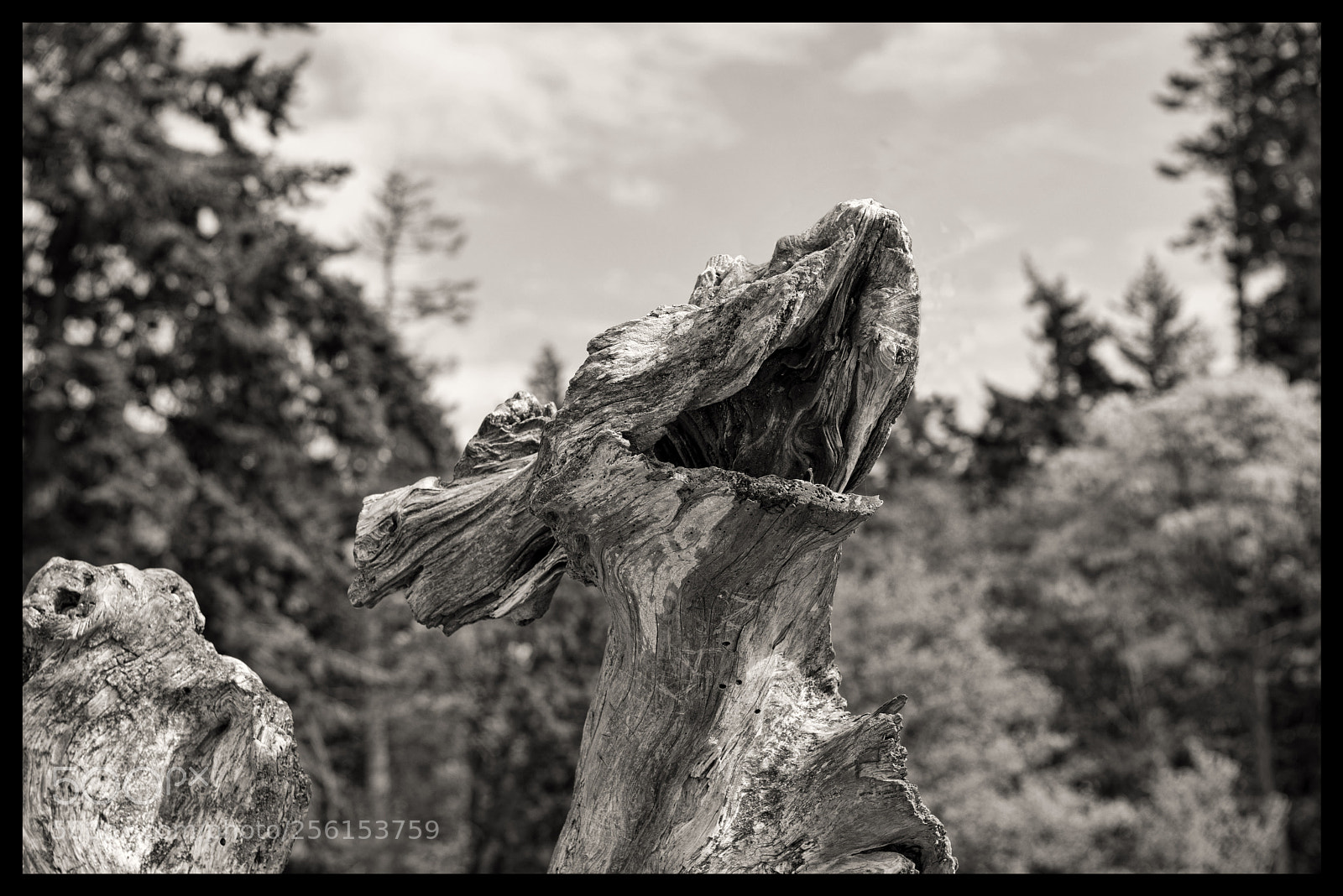 Nikon D800 sample photo. The howl photography