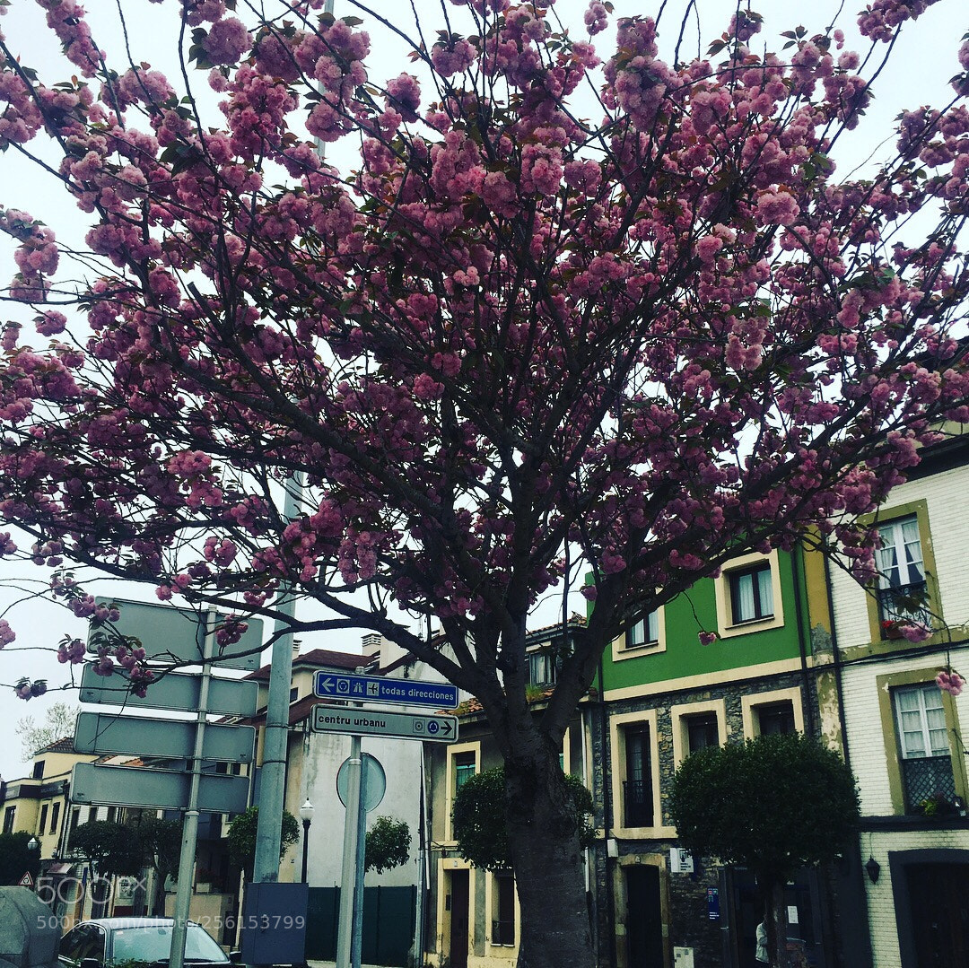 Apple iPhone 6s Plus sample photo. Rose street tree 
 photography
